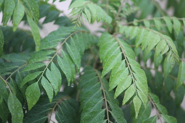 Curry Leaf