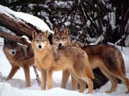 Image result for red wolf