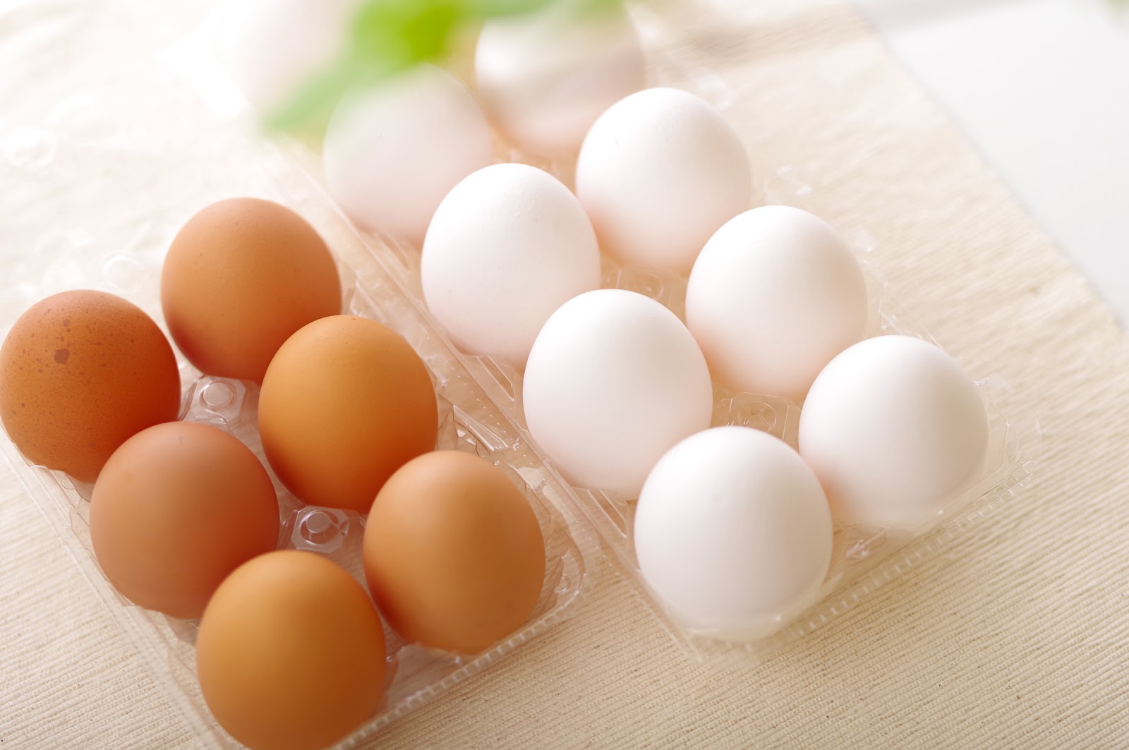赤卵と白卵の違いは見た目だけ？