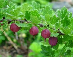 red gooseberries