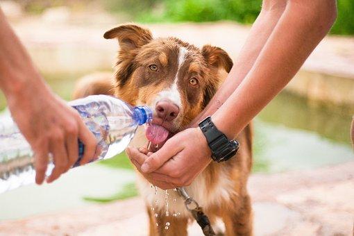 Dog, Helping Dog, Thirsty Dog, Animal