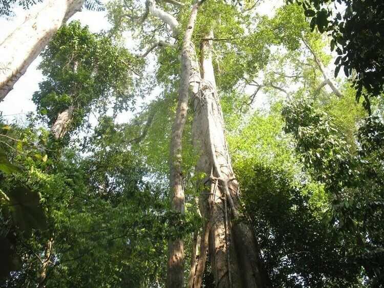 Cây gỗ gõ trưởng thành có chiều cao từ 25m đến 40m.