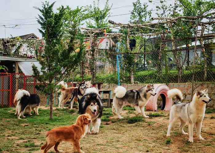 Tour du lịch free & easy Đà Lạt - Trang trại cún