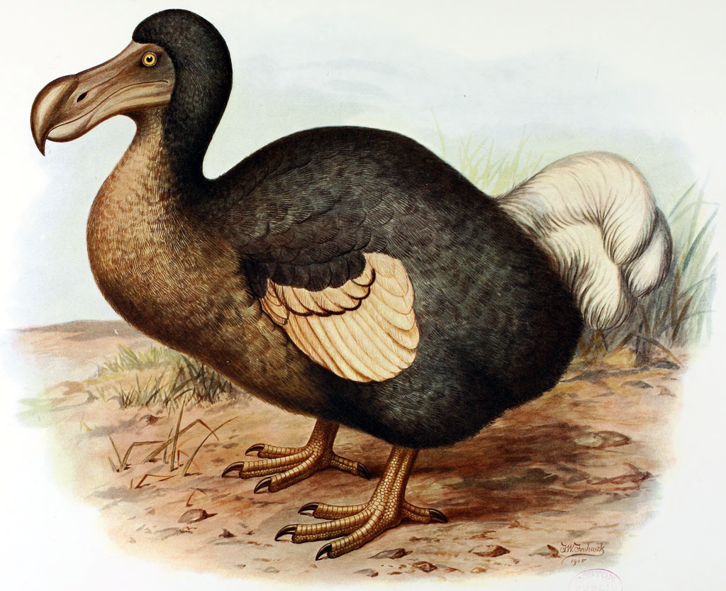 Painting of a dodo