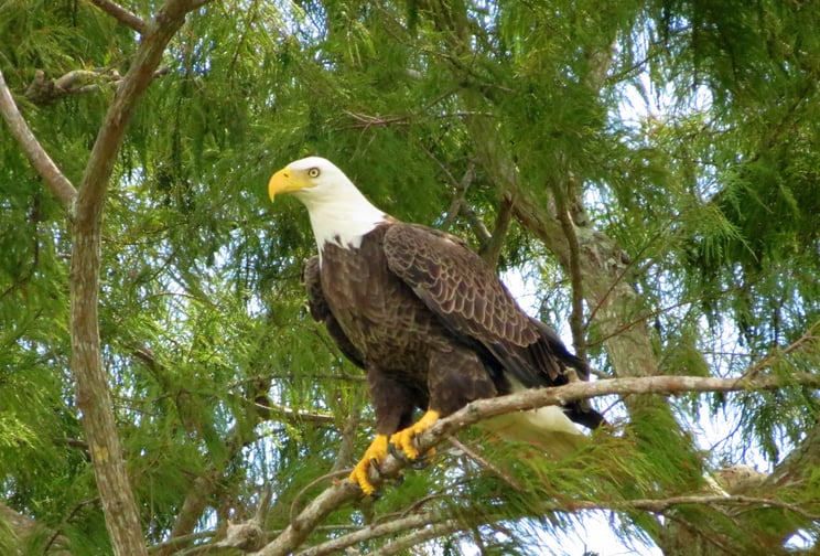 An eagle sits on a branch at Wild Florida's Gator Park