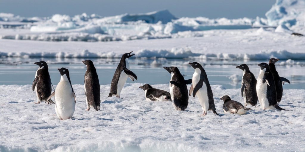 5 experiencias locas en la Antártida