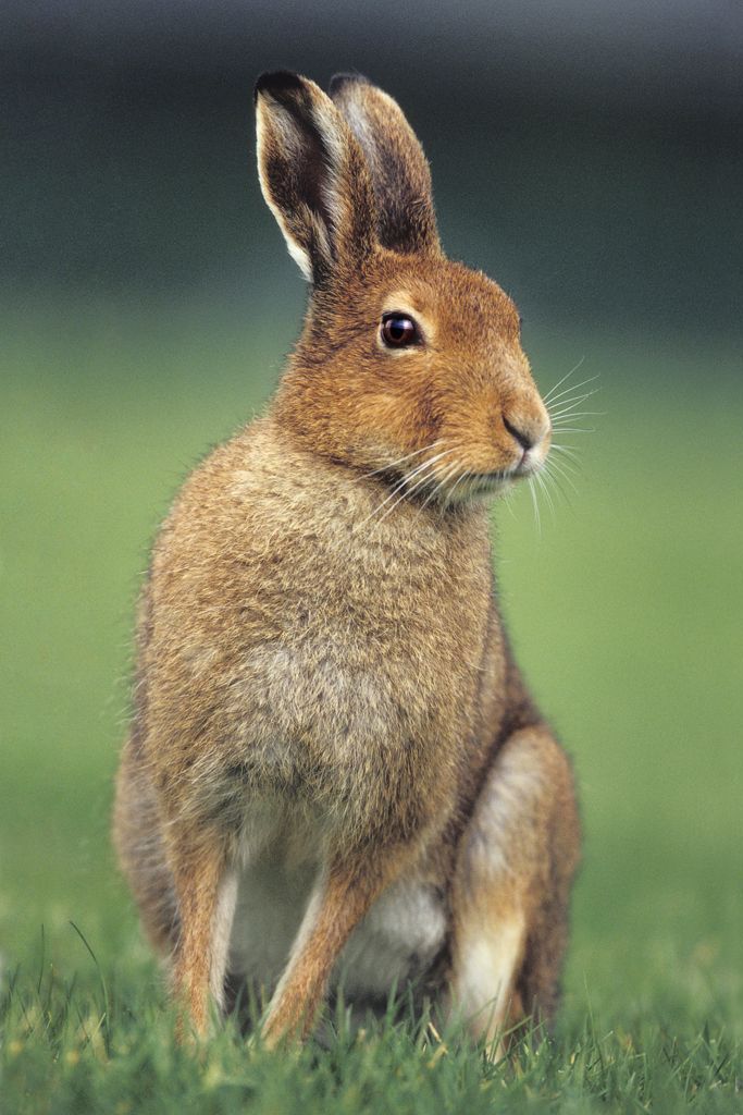 Irish-Mountain-Hare.jpg