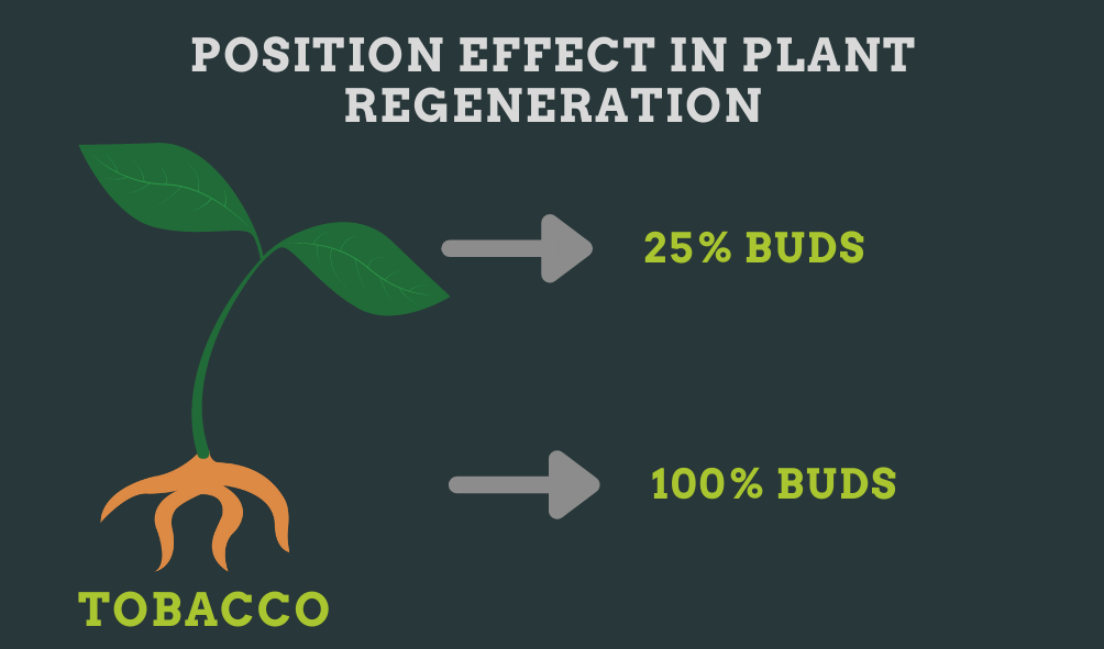 in plant regeneration, position on the plant is an important factor for the yield of regenerated plants