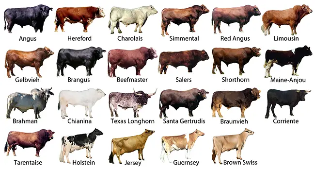 Breed of Farm Animals