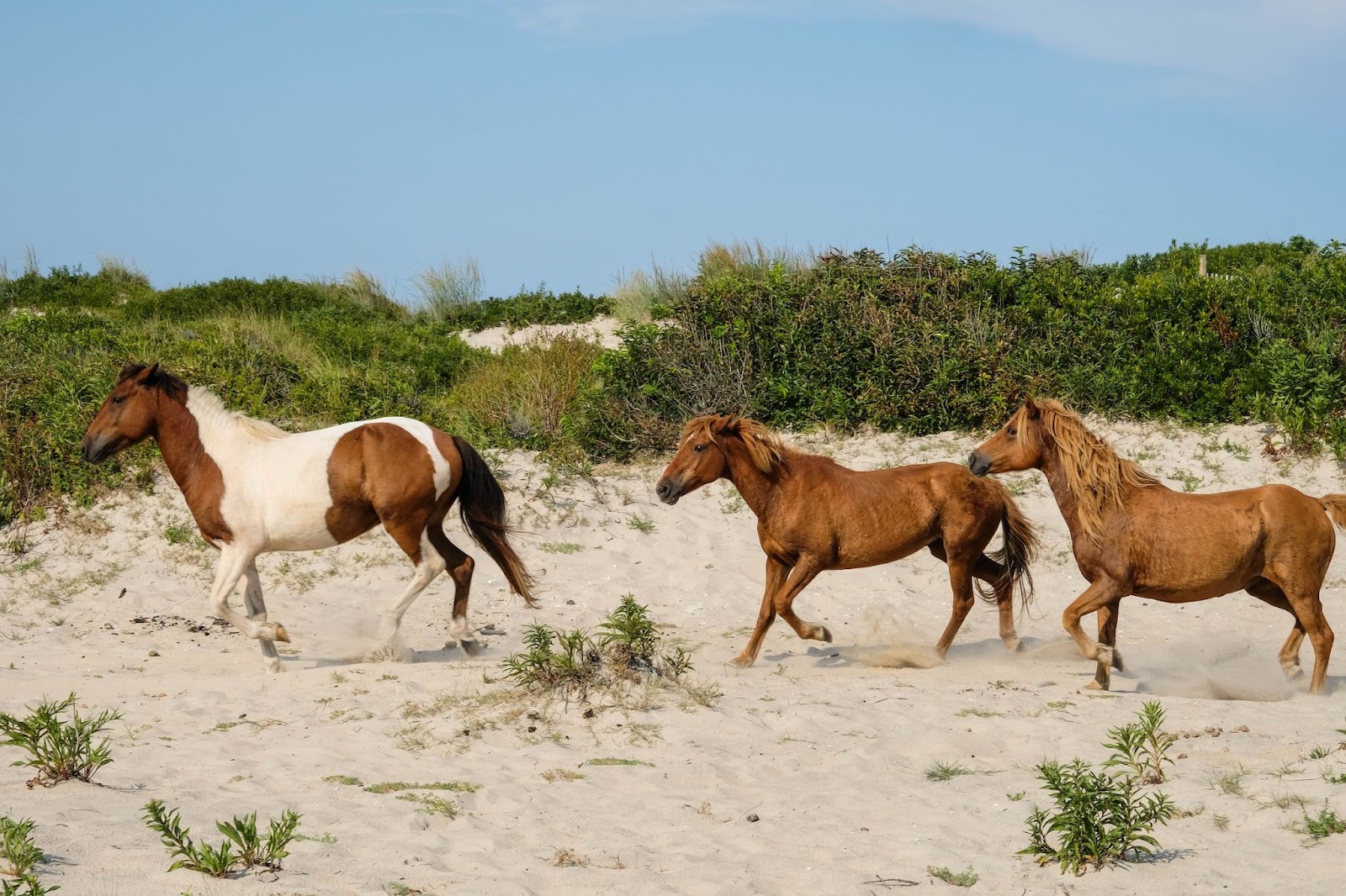 Two brown horses along with a white and brown horse run on a sandy beach with greenery in the background.
