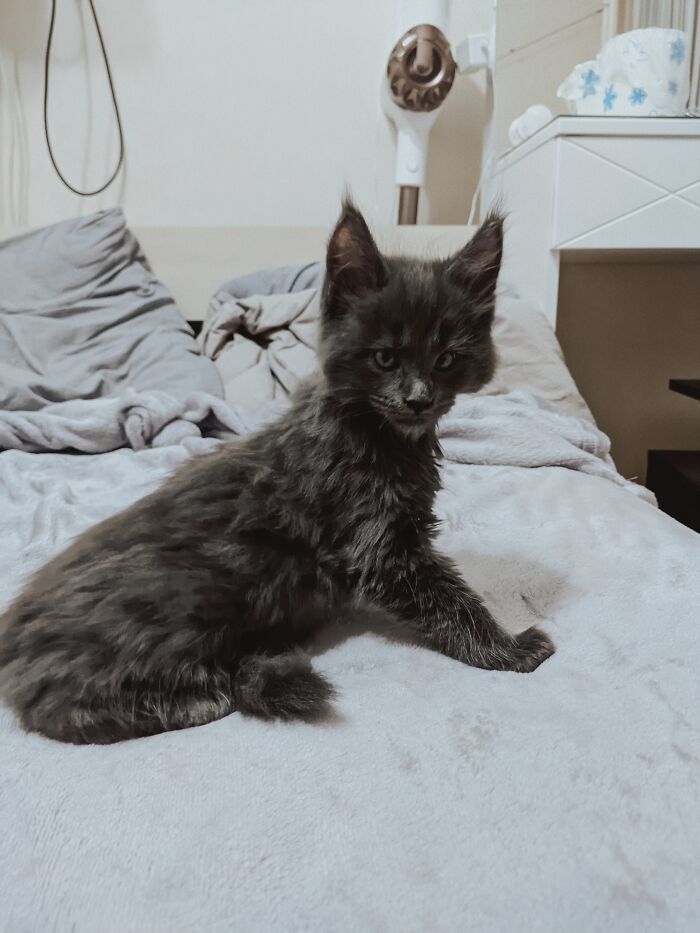 Meet Vincent, A Fluffy Maine Coon Cat That Looks Like A Black Panther And Acts Like A Dog
