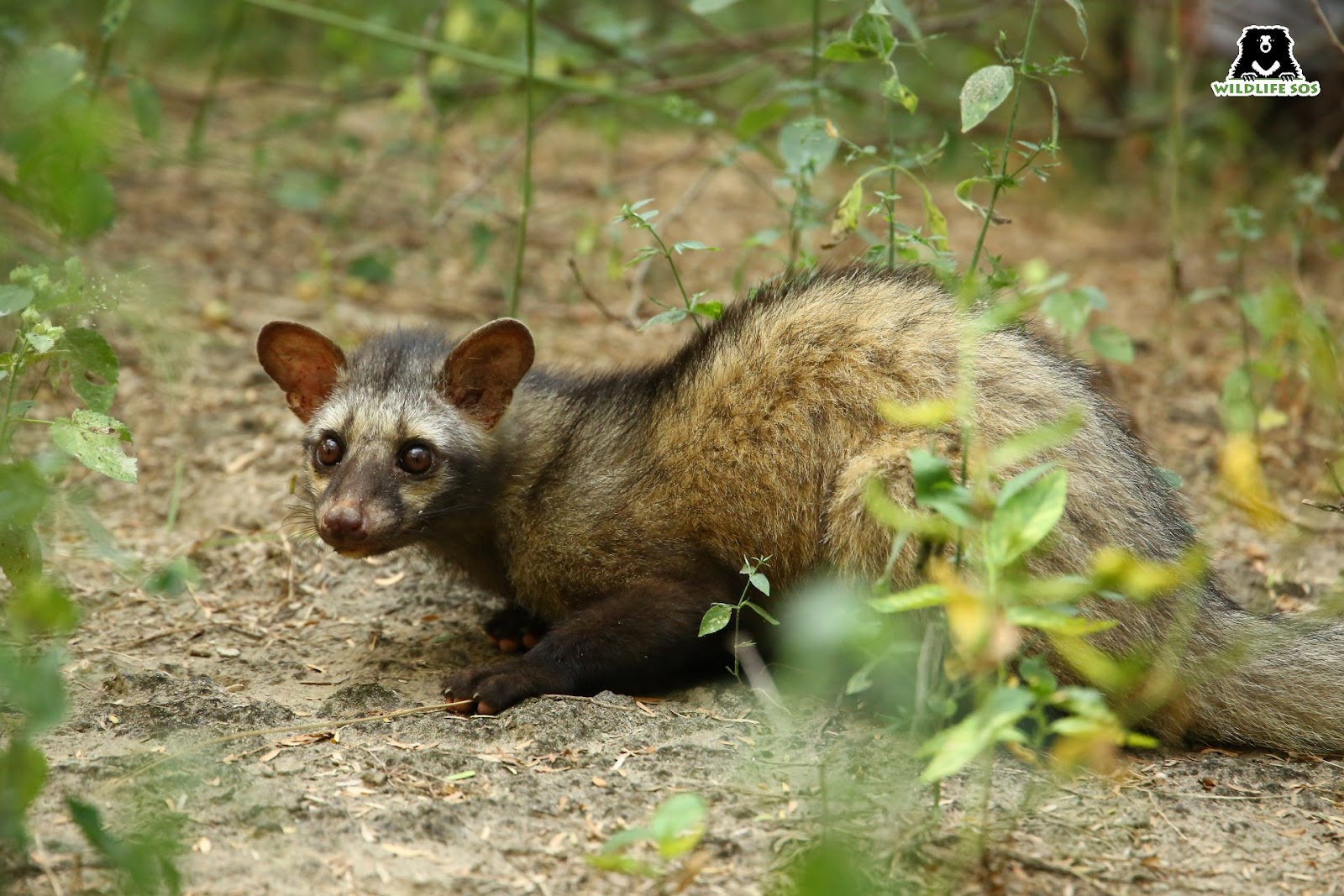 Top 164 + Which animals eat bamboo - Lestwinsonline.com