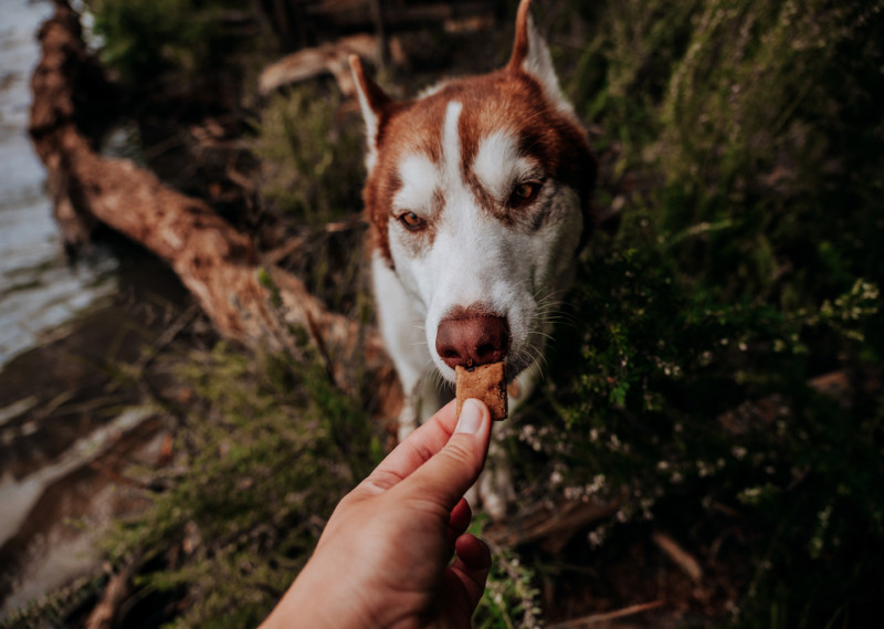 CBD oil for pet anxiety and stress