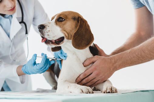Frequent Urination In Puppies After Vaccination