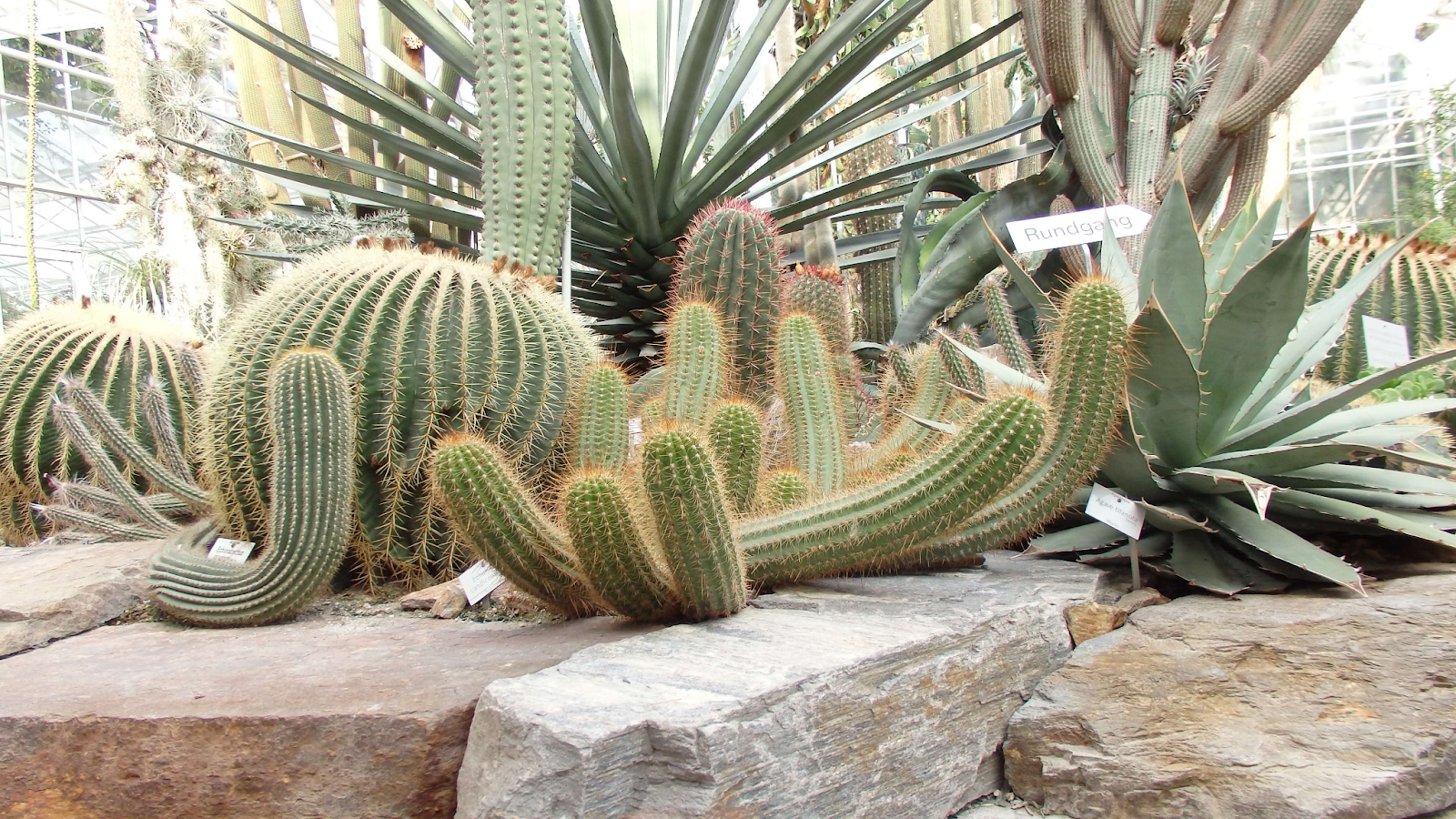 3. สวนแคคตัส - เบลอกราด Cactus d'Alga