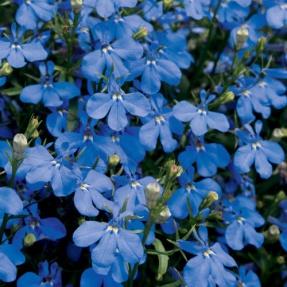 Lucia® Dark Blue - Lobelia erinus