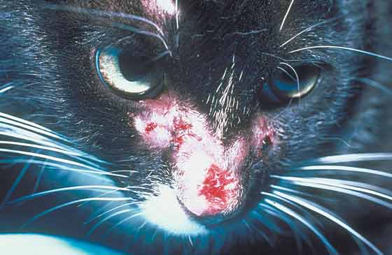 Nasal ulceration in a 2-year-old castrated DSH with sporotrichosis