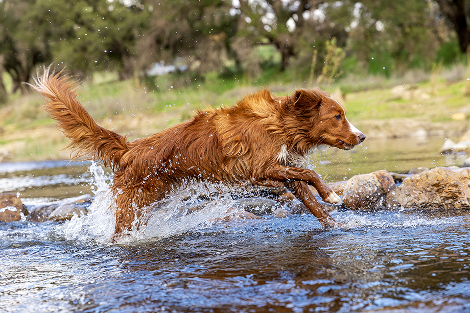 Dog runs through water shot by photographer Lou Bopp for the Purina Pro Plan campaign.