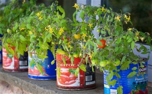 tomatoes-in-tomato-cans-300x187