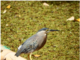 GARZA VERDE.png2.png