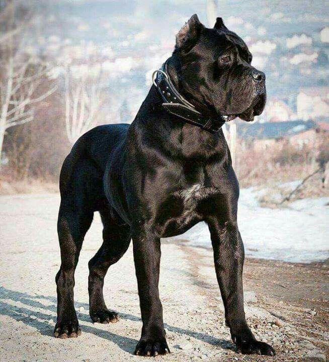 Cane Corso breeders links and breed information on pups4sale.com.au.