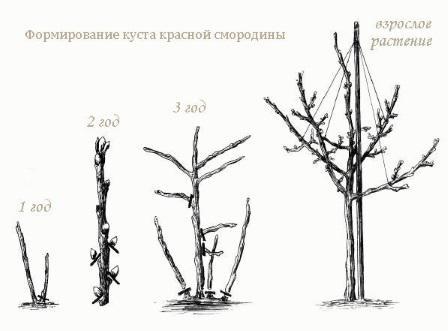 Штамбовый куст смородины