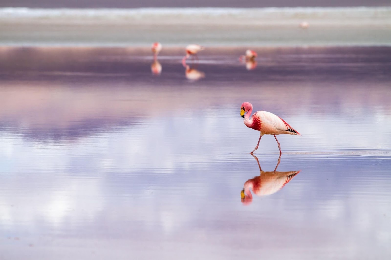 laguna colorada, bolivia, white flamingo, puna flamingo