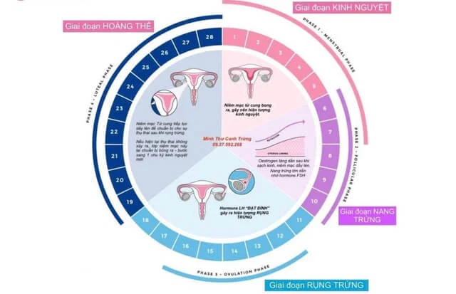 Các giai đoạn trong một chu kỳ kinh nguyệt mà bạn gái nên biết 