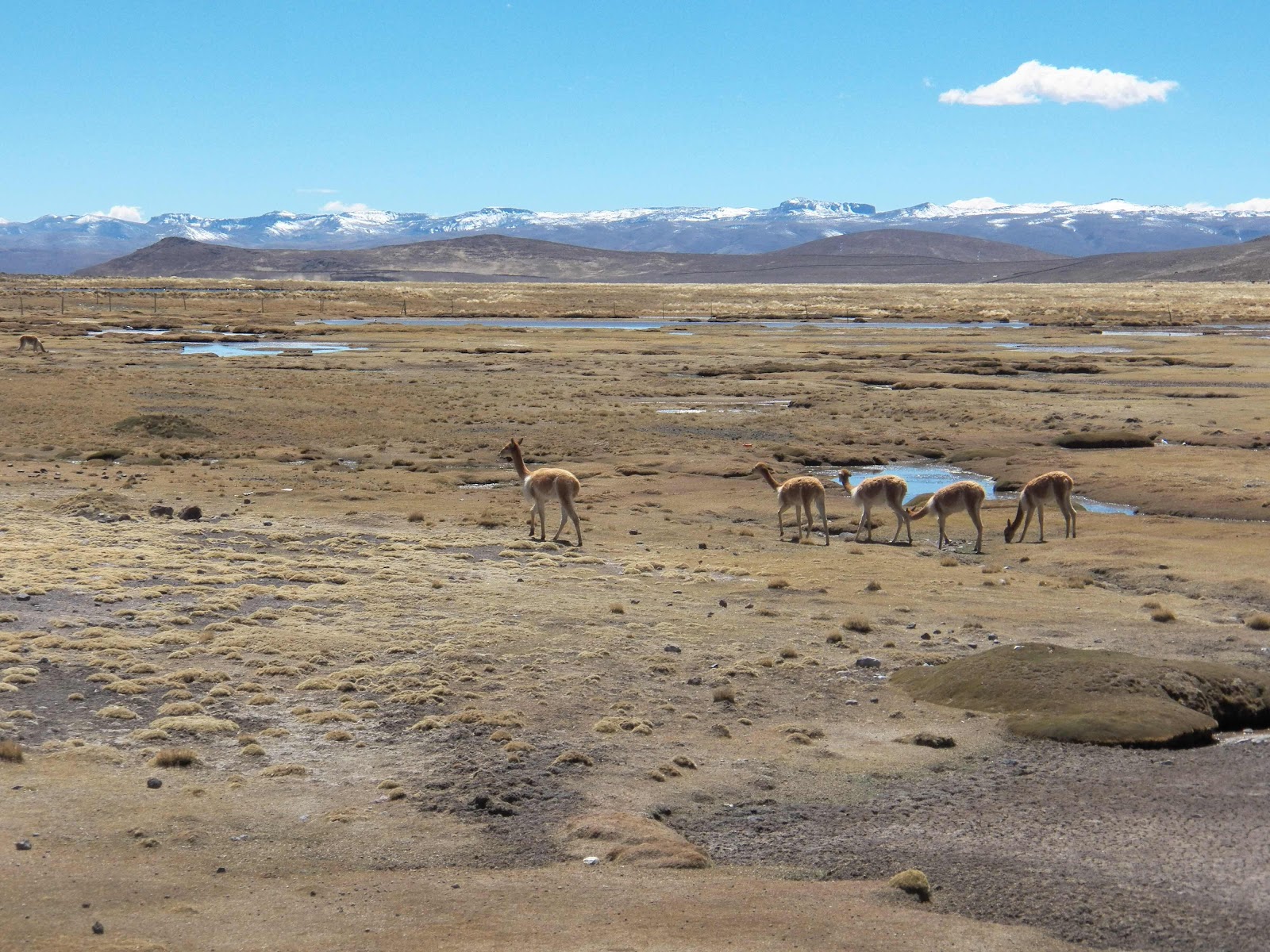 Vicunya’s, Andes, Peru