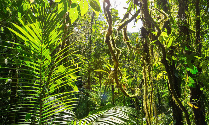 Monteverde Costa Rica