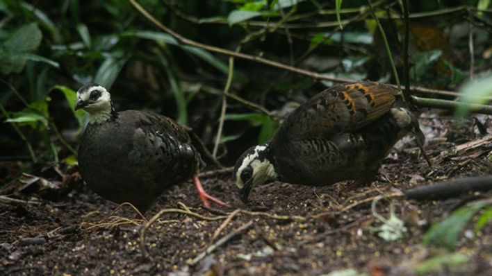 A pair Grey-breasted Partridge foraged in the station