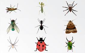 Image result for insect