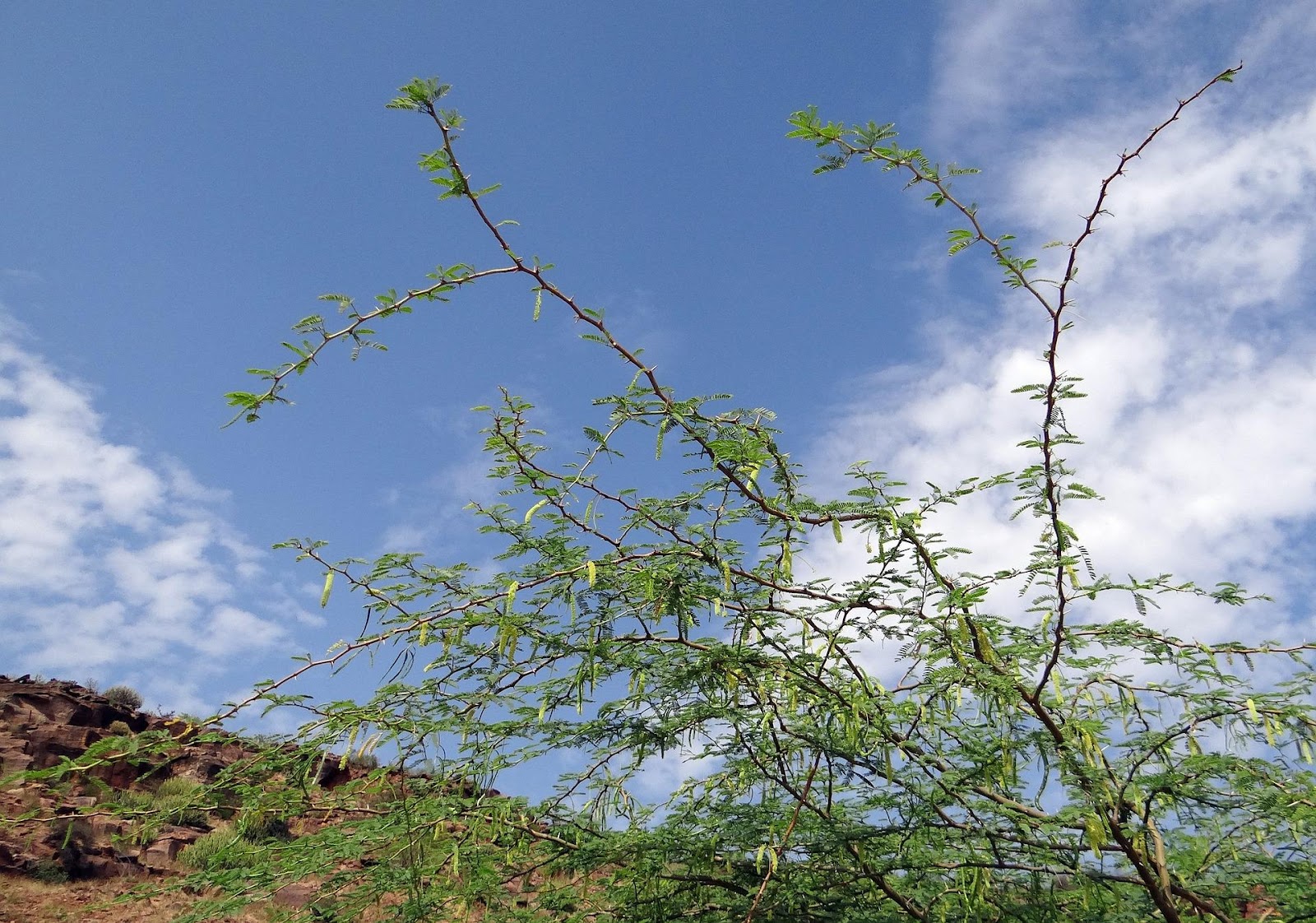Prosopis is an invasive species in India