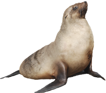 The Australian fur seal - Phillip Island Nature Parks