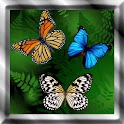 Butterfly Live Wallpaper apk
