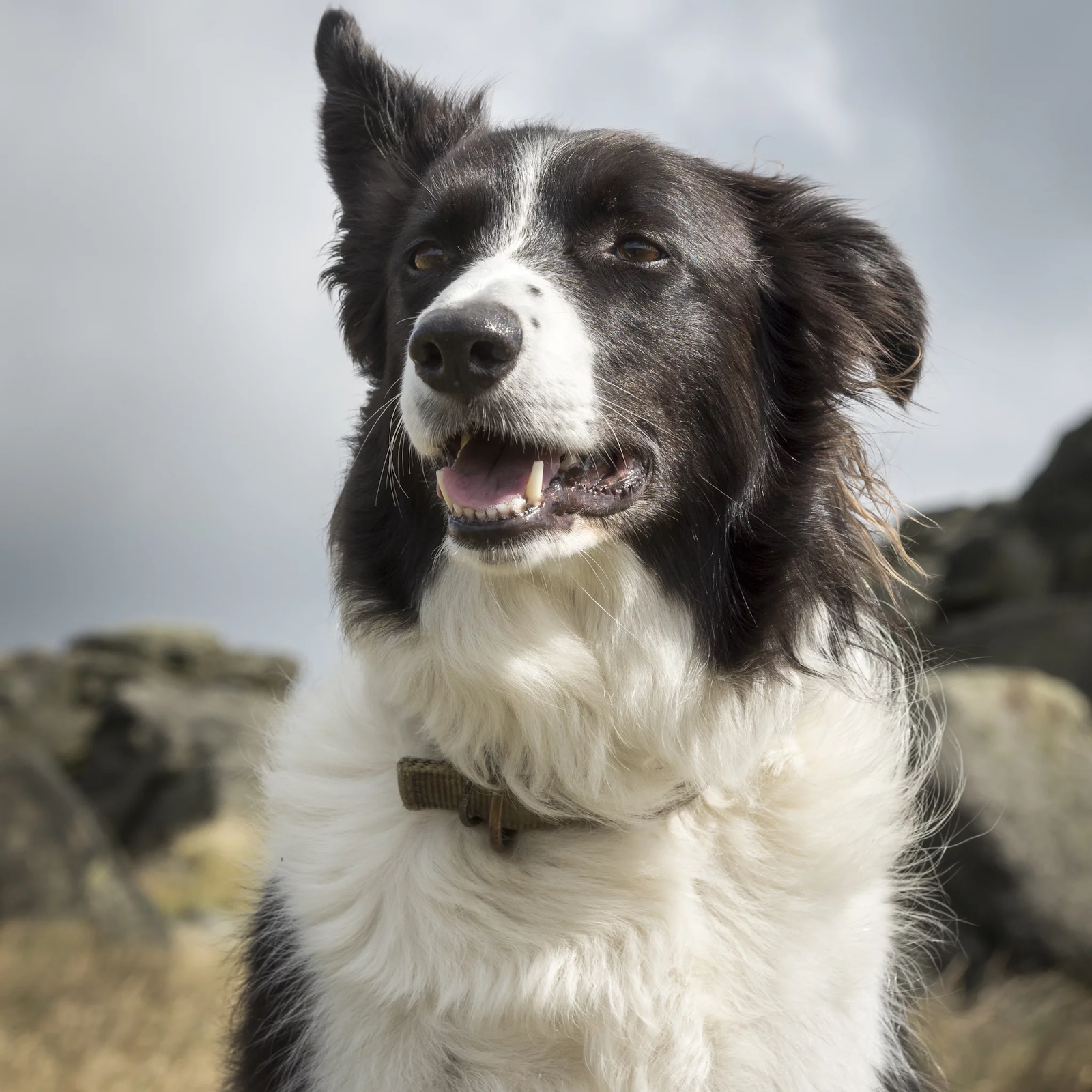 border collie