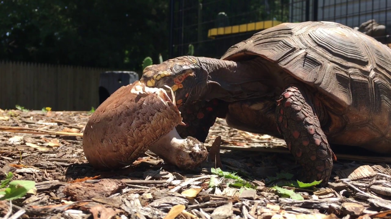 Can Tortoises Eat Mushrooms