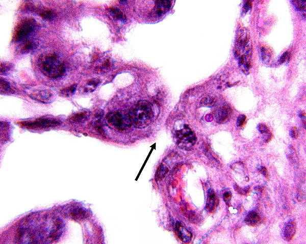 Higher magnification of microvillous contact between binucleate cell and endometrial epithelium
