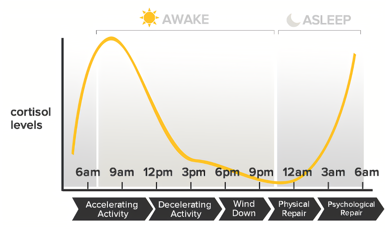 cortisol-test-price-purpose-timing-results-2024-bookmerilab