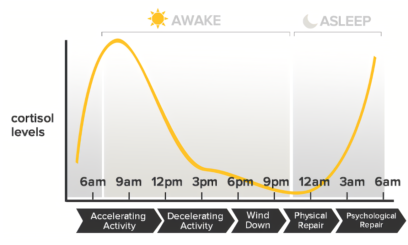 Cortisol level variation during the day