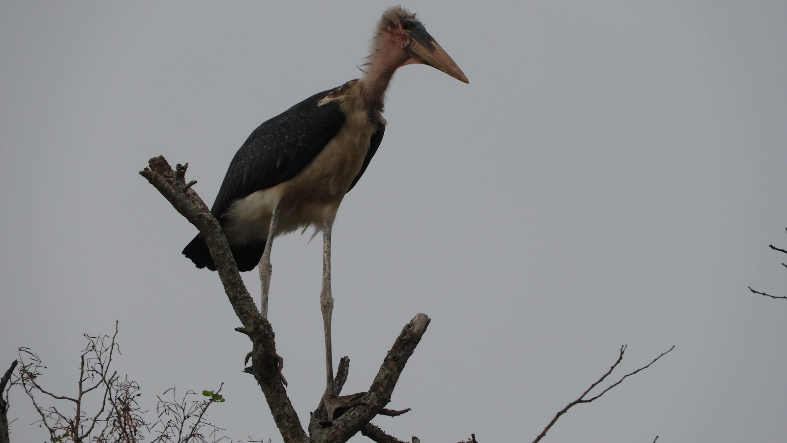 Marabou Hlane eSwatini