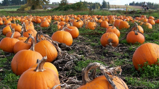 Pumpkin Inspired Recipes from StoneGate Apartments-image