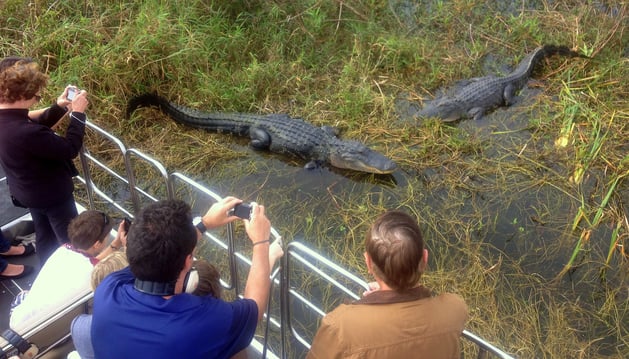 A group of tourists take pictures of two adult gators at the Wild Florida Airboat Tours