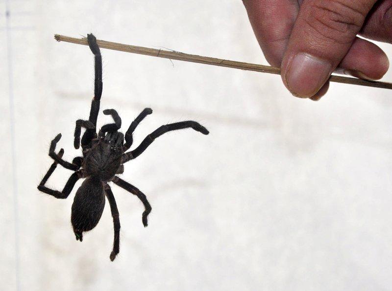 Image result for tarantula attack india