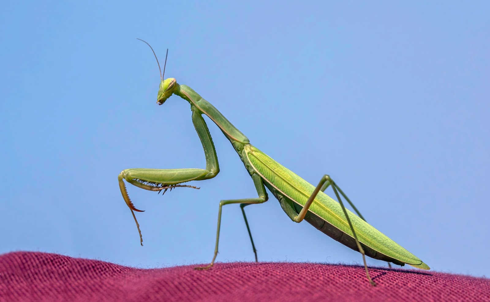 How Big Can Praying Mantises Get