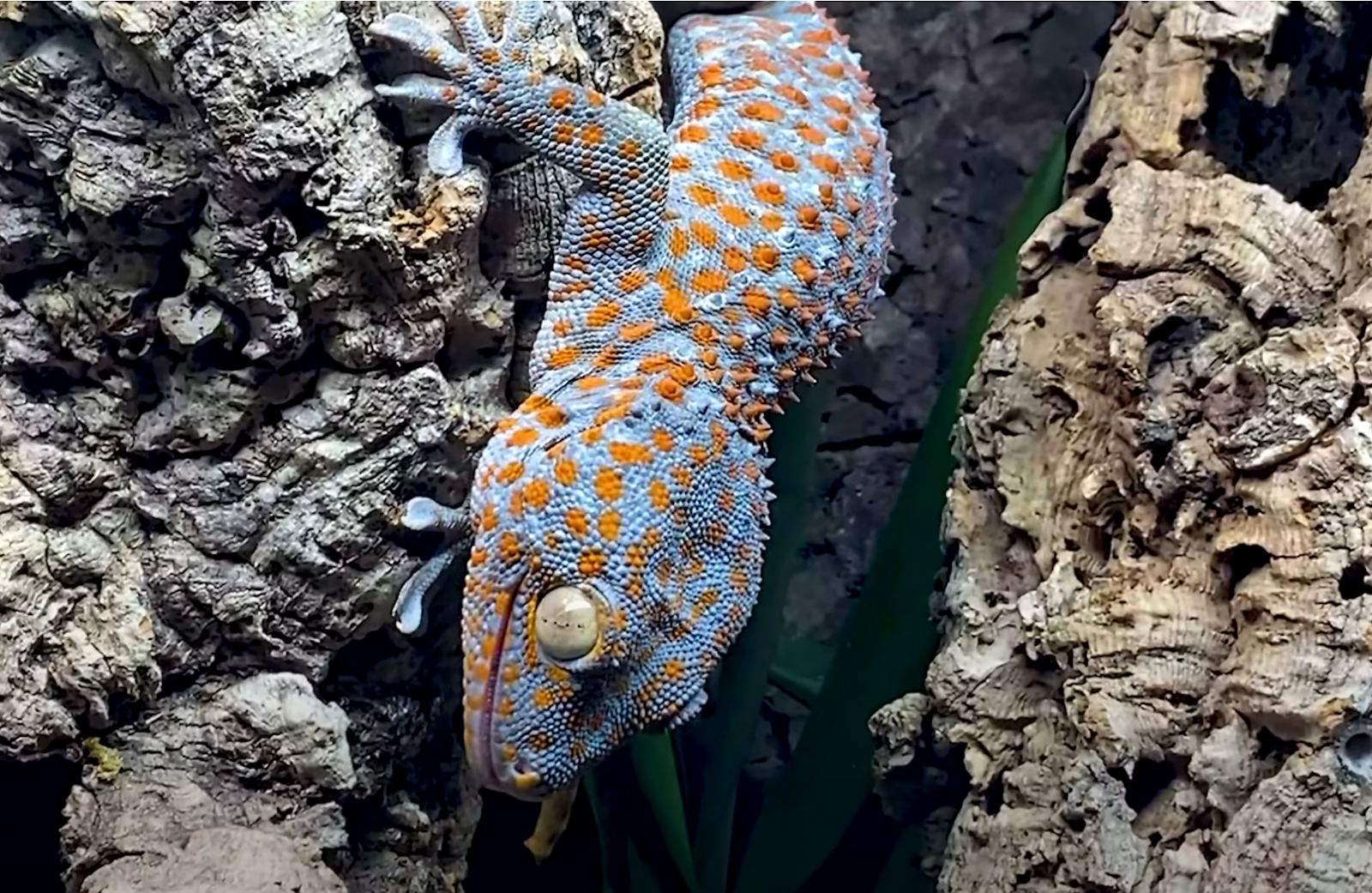 Tokay gecko climbing bark