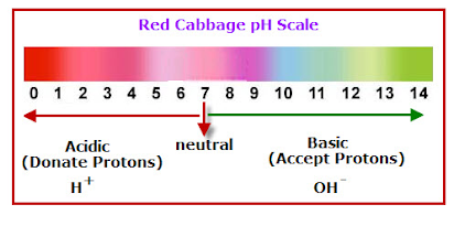 Introduction To Acid Base Indicators And The Ph Scale Lab