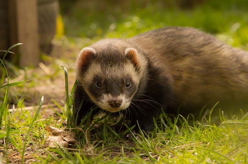 Do Ferrets Have A Spine