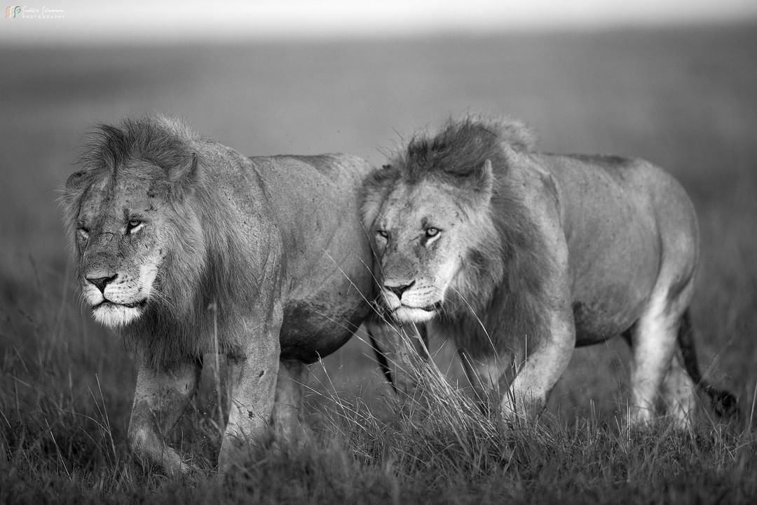 black and white lions