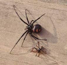 Por qué las arañas hembras tienden a matar al macho durante el apareamiento?  - Quora